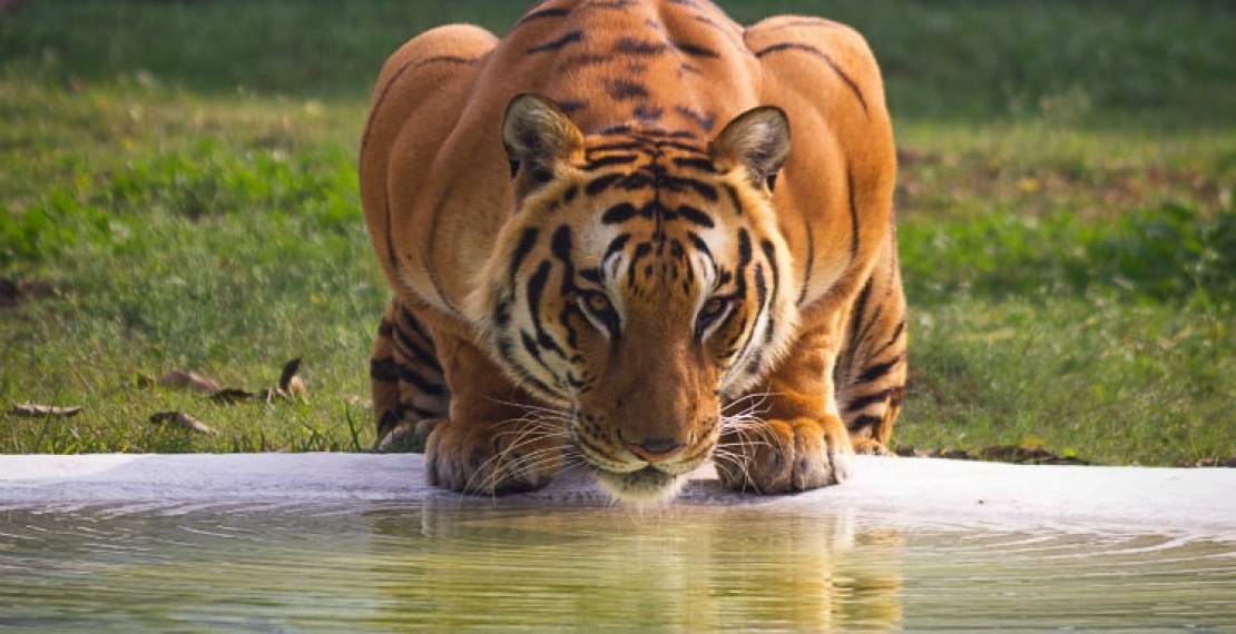 Ciekawostki i informacje o tygrysie